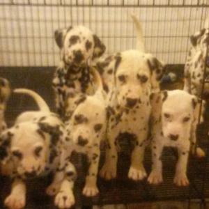 2017 Shimmer X George pups - Litter of 9 pups - 5 boys and 4 girls!