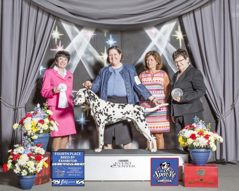 Bolero won Bred by Exhibitor 4th of 14 at DCA National Specialty 2017